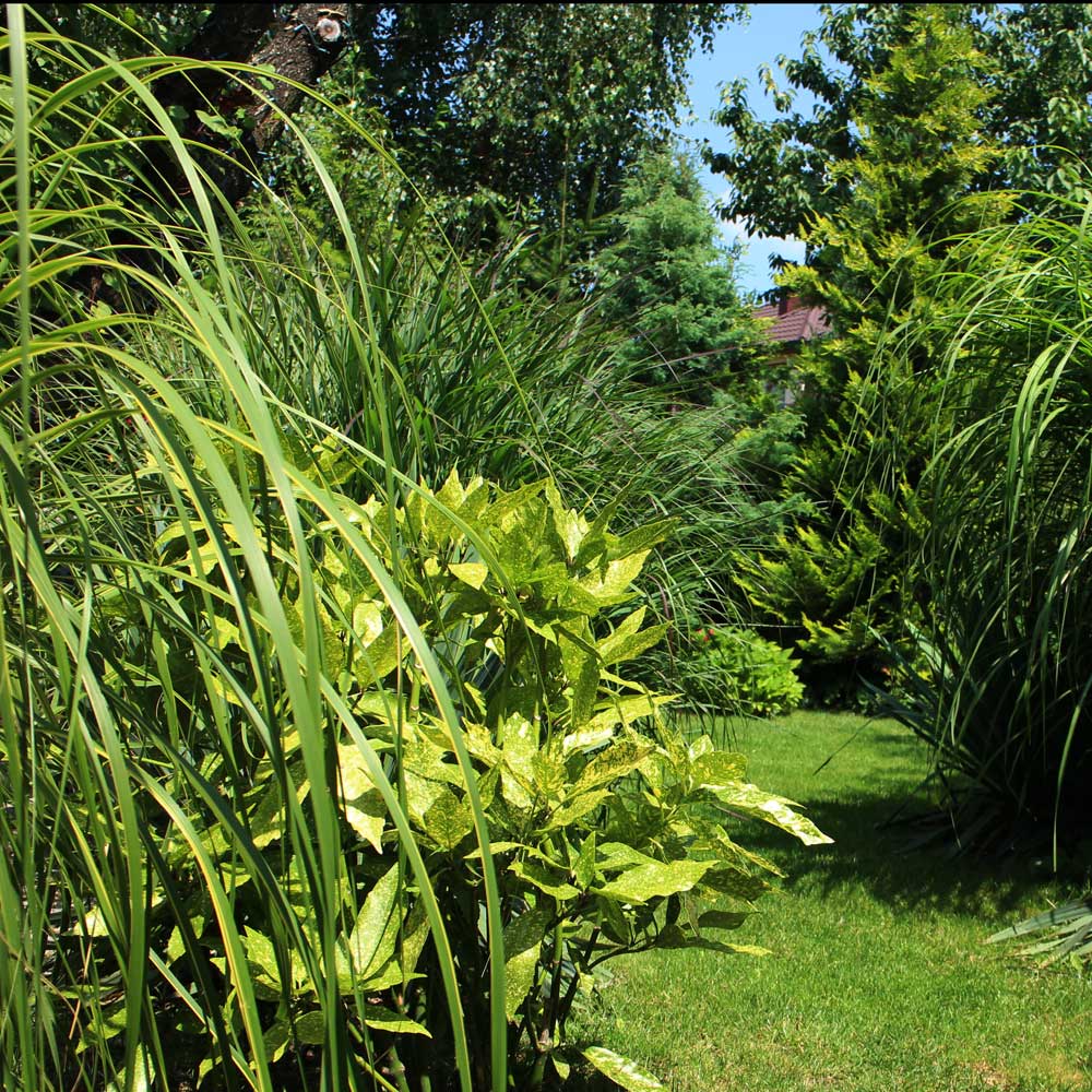 Malowniczy ogród na Ochocie Strefa relaksu w miejskim ogrodzie Ogród jako drugi salon Wnętrze ogrodowe Dom i ogród Tras w ogrodzie Klimat w ogrodzie Trawy ozdobne Roślinność