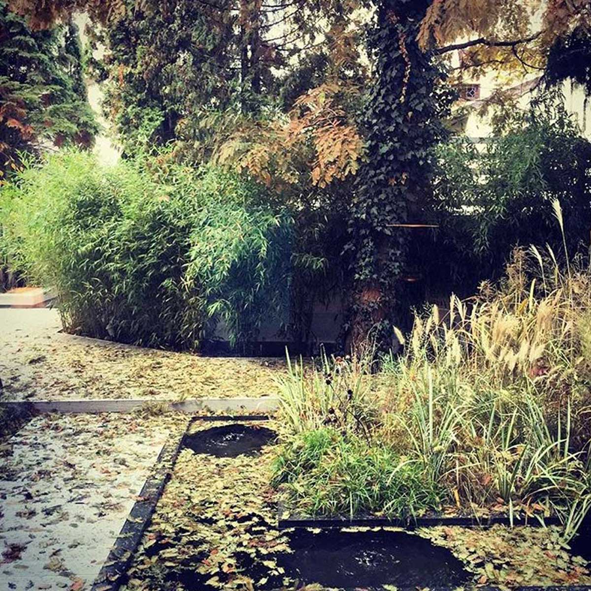 Bambusy w ogrodzie Miejski ogród w stylu francuskim Ogród z trawami Strefa wypoczynku w miejskim ogrodzie Woda w ogrodzie miejskim Nowoczesny ogród na Bielanach Nowoczesny klimat w miejskim ogrodzie Trawy ozdobne w ogrodzie Ogrody gwiazd