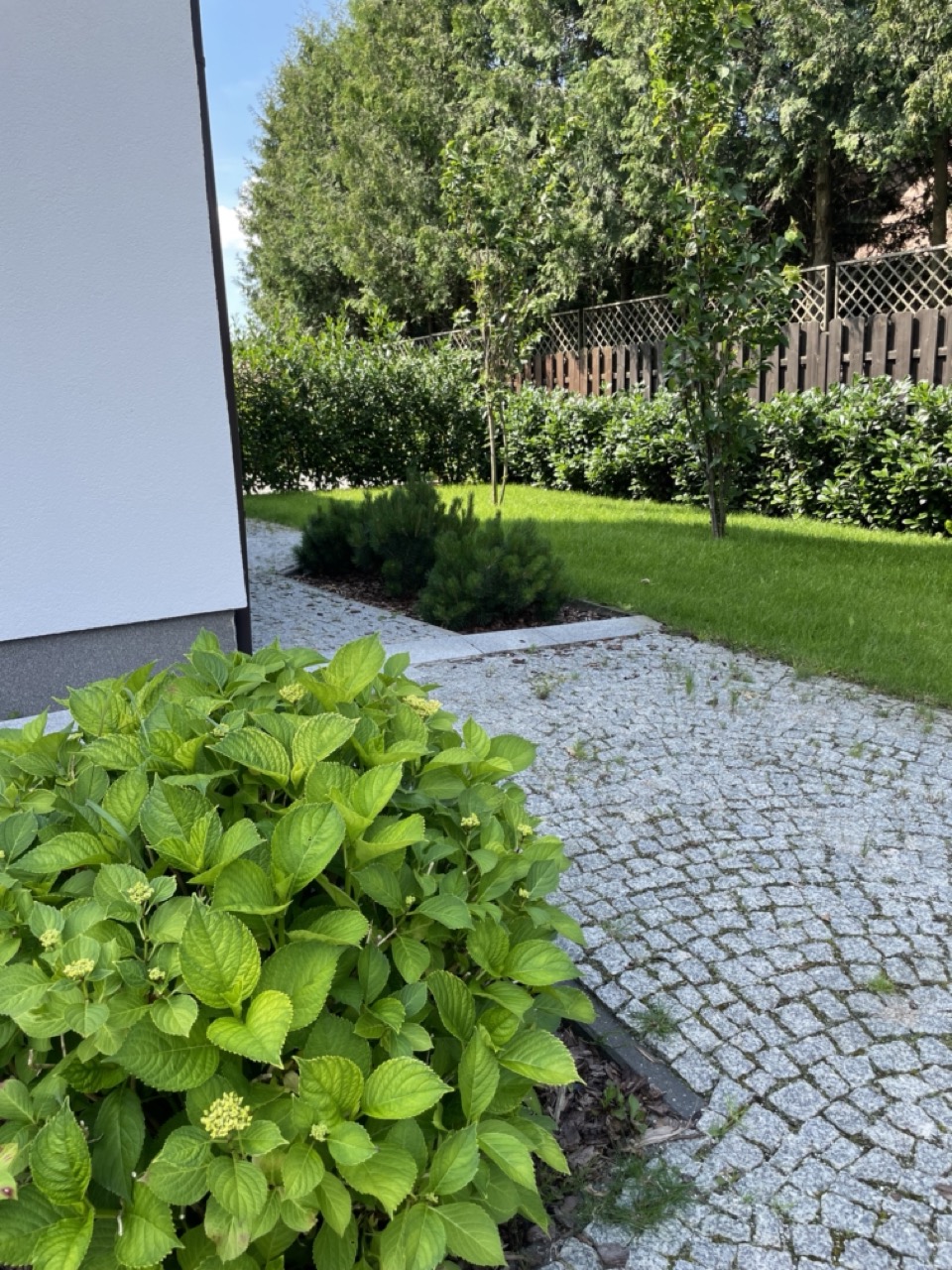 sosny i zimozielone krzewy w ogrodzie przy domu.