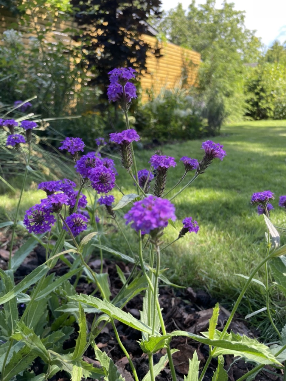 Kompozycja roślinna z traw ozdobnych, bylin i krzewów w ogrodzie ROD