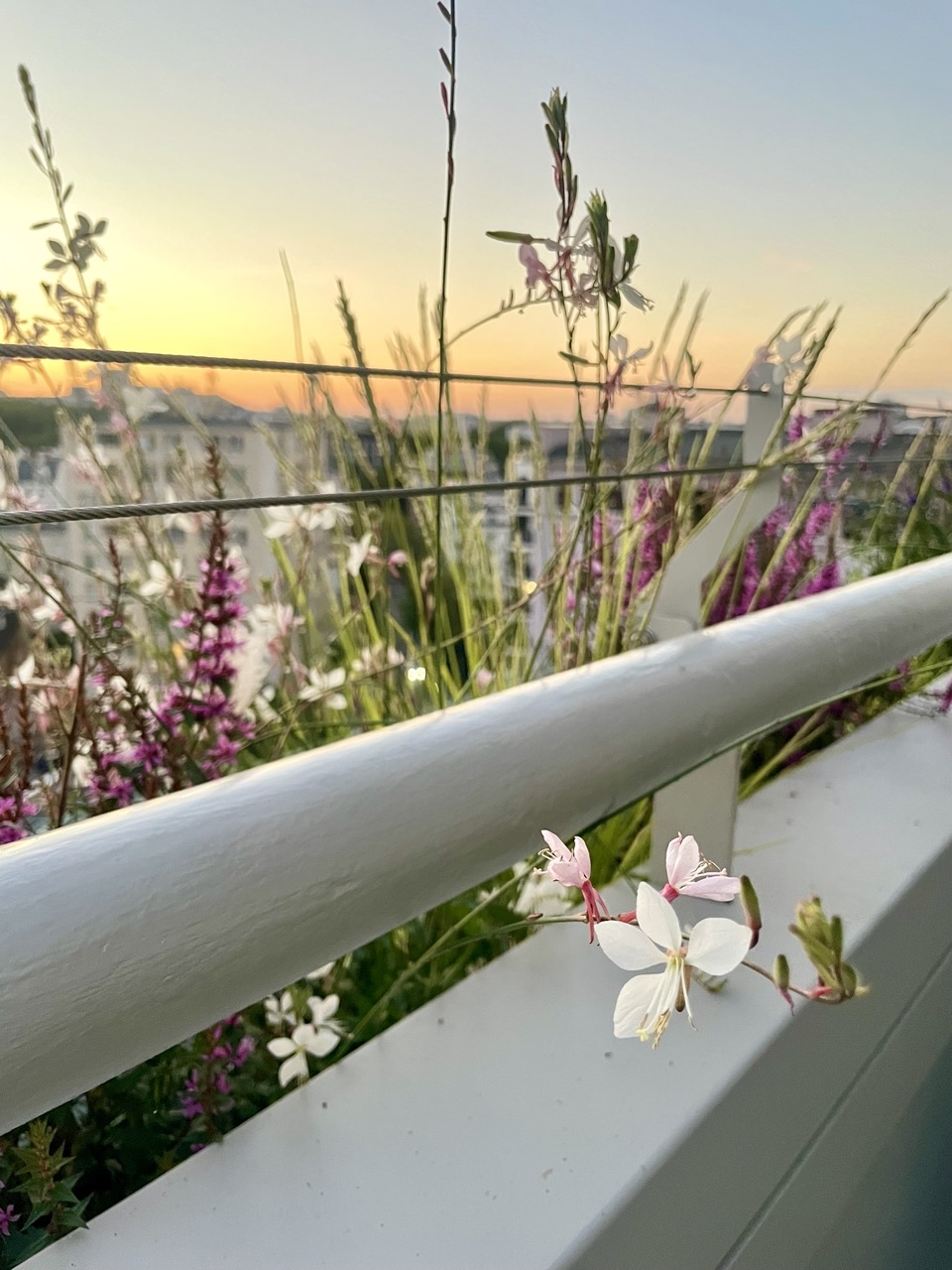 Lekki dobór roślin na taras do donic. Sesleria, Werbena, Gaura, Przetacznik w kompozycji na tarasie