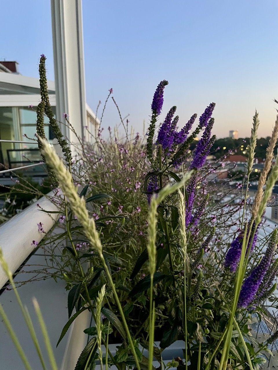 Sesleria i Przetacznik w donicy na 10 piętrze apartamentowca