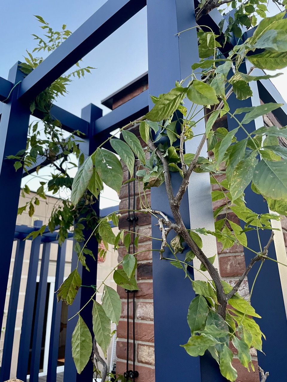 Kobaltowa pergola. Projekt aluminiowej pergoli na tarsie